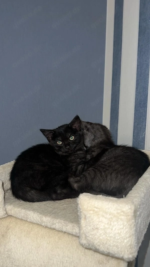 Drei süße Kitten suchen ein liebevolles Zuhause   