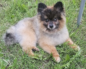 Pomeranian  Rüde 