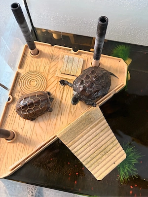 Chinesische Dreikielschildkröte