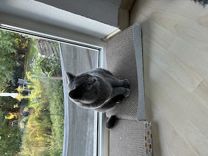 British Kurzhaar Katze 2 Jahre 