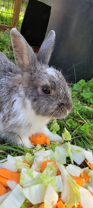 2 kaninchen zu verkaufen