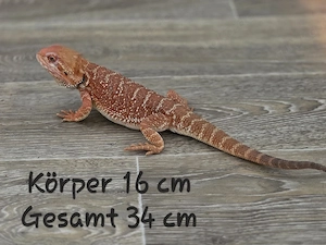 Bartagame Männchen Pogona Vitticeps 