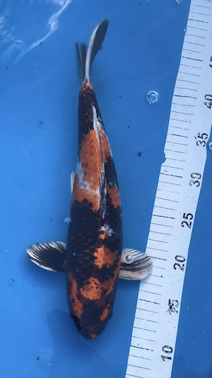 30 Koi abzugeben 