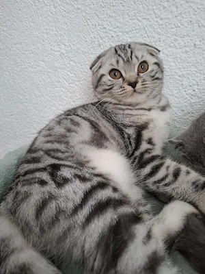 3 Kitten suchen neue Zuhause 