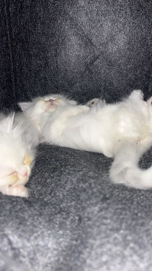 2 Perser mix Katzen zu vergeben