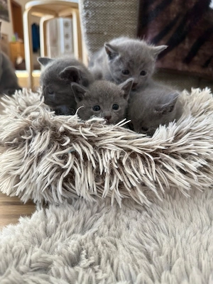 Russisch blau Kitten , nur noch 2 Katerchen verfügbar!  