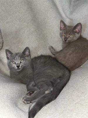 BKH-Siam Mix Kitten Abgabebereit 