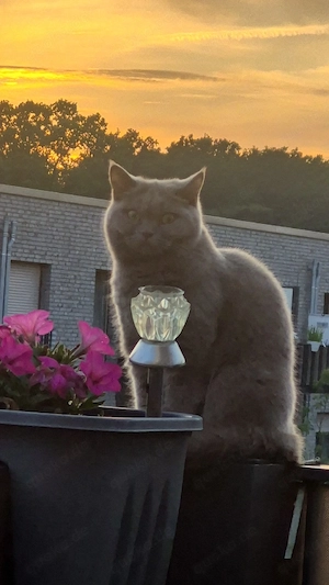 Britisch Kurzhaar Katze
