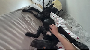 Mali-Border Collie mix sucht sein Traum zuhause