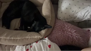Mali-Border Collie mix sucht sein Traum zuhause