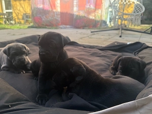 cane corso welpen