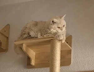 Kleiner lockenkater Georgy sucht seine Herzensfamilie Herzensfamilie 