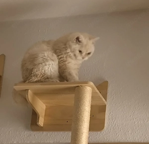 Kleiner lockenkater Georgy sucht seine Herzensfamilie Herzensfamilie 