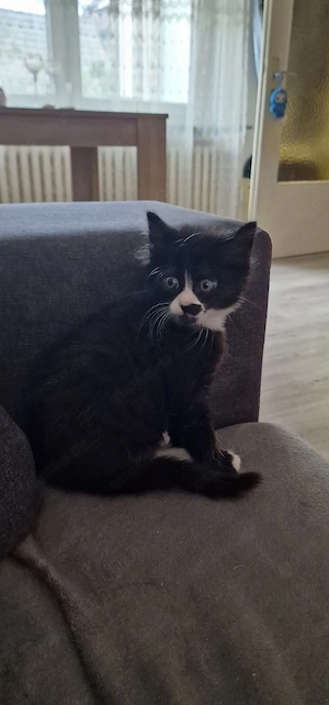 kitten baby 2 monate alt schwarz weiß 