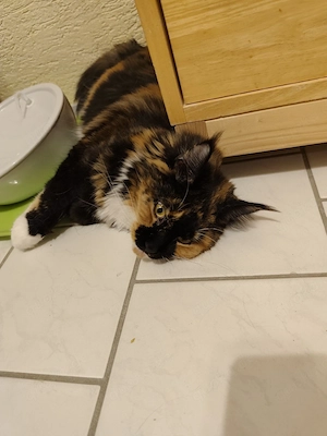 Liebe Maine Coon Jungkatze Bild 4