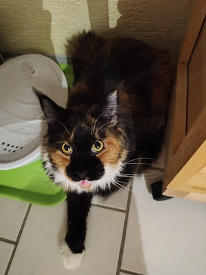 Liebe Maine Coon Jungkatze