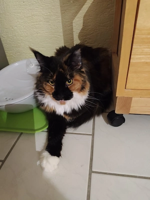 Liebe Maine Coon Jungkatze