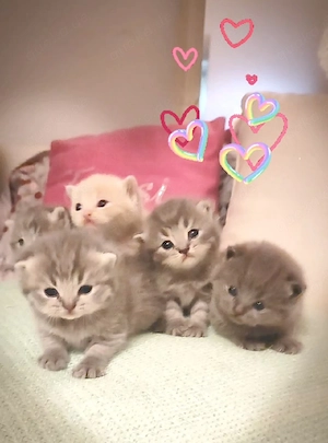 BKH Bärchen Kitten 
