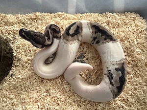 Axanthic VPI Pieblad 0.1 