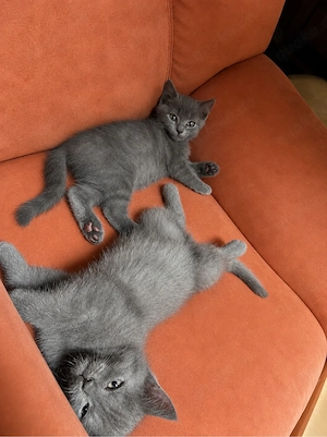 Wunderschöne britisch kurzhaar kitten 