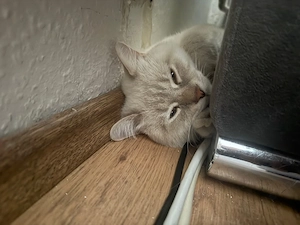 Weißer Bhk kater
