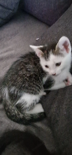 babykatze 