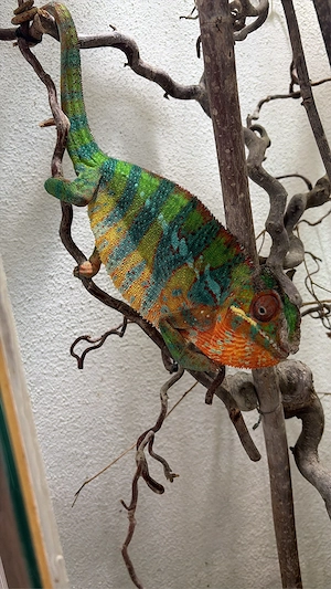 Pantherchamäleon, Ambilobe ENZ 07 25