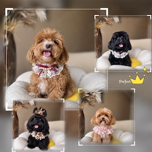 Maltipoo Welpen