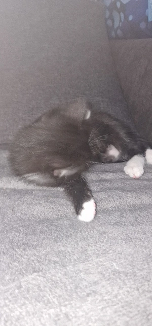 baby katze