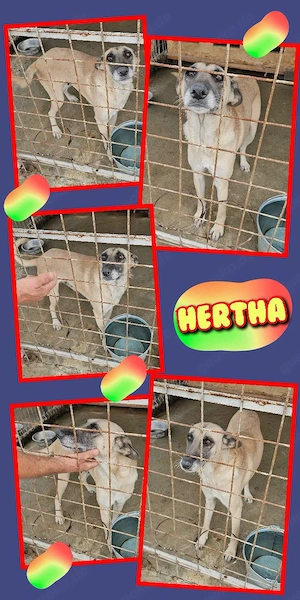 süße Hundeomi "Hertha" sucht sehr dringend ein Zuhause, wer kann helfeun u. hat ein Körbchen frei?