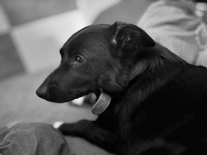 Mischling 5 Jahre Lucky