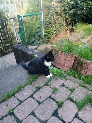 2 Kitten (w), geboren im April 2026, suchen dringend ein liebevolles Zuhause!!! 