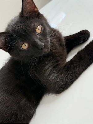 Süße, britische Babykatze