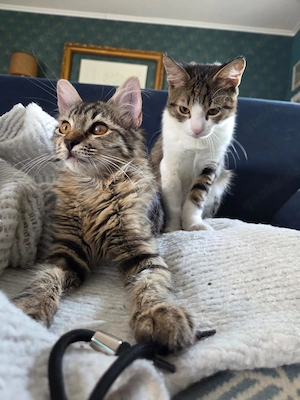 Mila & Maxi suchen gemeinsam ein Zuhause 