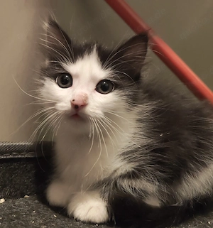 Kitten Mix MainCoon EKH abgabebereit