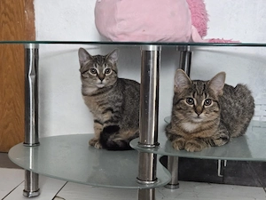 5 baby Katzen die sind 3Monten alt 