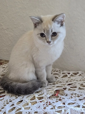 5 baby Katzen die sind 2 Monate alt 