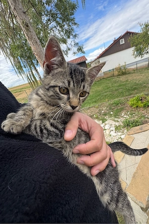 Zwei zuckersüsse Kater-Kitten suchen ein neues Zuhause!