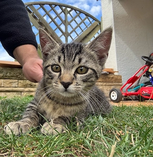 Rocky sucht ein liebevolles Zuhause