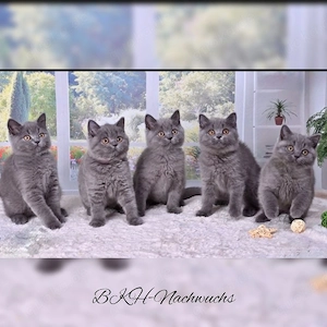 Wurfankündigung reinrassiger britisch kurzhaar BKH Kitten Katzenbabys 
