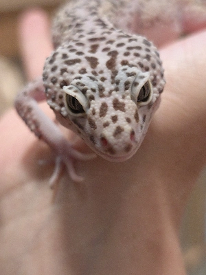 Eublepharis macularius Montanus - Leopardgecko 0.1