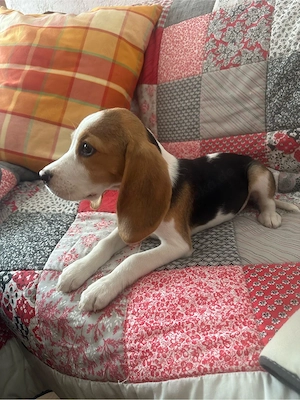 Beagle Welpen