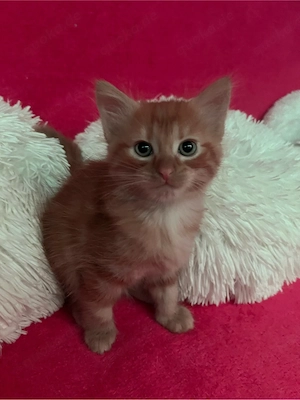 3 wunderschöne hübsche Katzenbabys zu verkaufen  