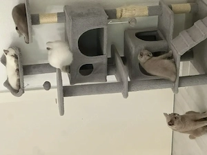 4 Britisch Kurzhaar und eine Britisch Langhaar Kitten