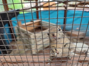 Chinesische Baumstreifenhörnchen 
