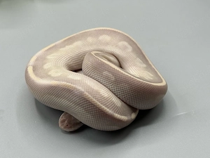 1.0 Banana Mystic Potion ENZ 2026 Königspython