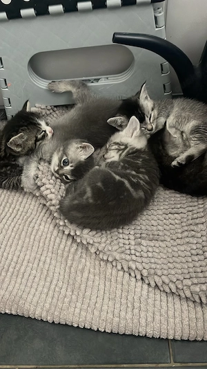 hauskitten