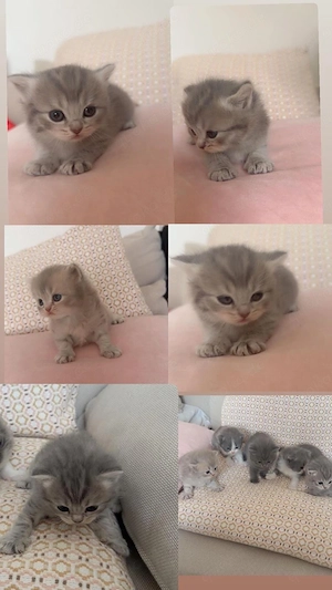 Baby Katzen von Kurzhaar und Langhaar 