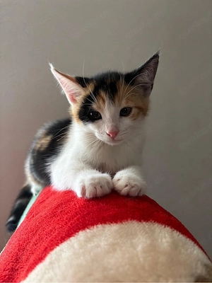 Katzenbabys suchen ein Zuhause