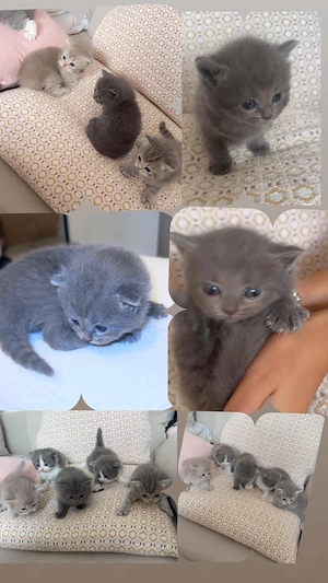 Baby Katzen 